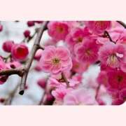 ヒメ日記 2026/02/09 12:30 投稿 はなこ 北九州熟女倶楽部　五十路