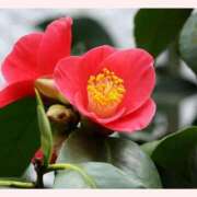 ヒメ日記 2026/02/11 13:30 投稿 はなこ 北九州熟女倶楽部　五十路