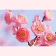 ヒメ日記 2026/02/12 12:30 投稿 はなこ 北九州熟女倶楽部　五十路