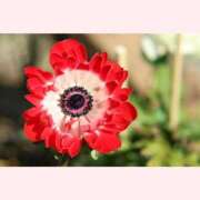 ヒメ日記 2026/02/15 12:30 投稿 はなこ 北九州熟女倶楽部　五十路