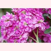 ヒメ日記 2026/02/16 12:30 投稿 はなこ 北九州熟女倶楽部　五十路