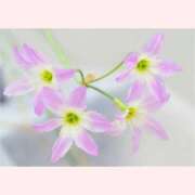 ヒメ日記 2026/02/17 12:30 投稿 はなこ 北九州熟女倶楽部　五十路