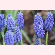 ヒメ日記 2026/02/18 14:30 投稿 はなこ 北九州熟女倶楽部　五十路