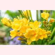 ヒメ日記 2026/02/21 14:30 投稿 はなこ 北九州熟女倶楽部　五十路