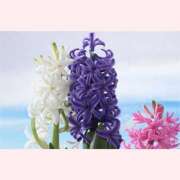 ヒメ日記 2026/02/22 12:30 投稿 はなこ 北九州熟女倶楽部　五十路