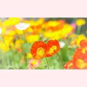 ヒメ日記 2026/02/23 12:30 投稿 はなこ 北九州熟女倶楽部　五十路