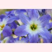 ヒメ日記 2026/02/25 14:30 投稿 はなこ 北九州熟女倶楽部　五十路