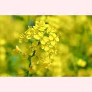 ヒメ日記 2026/02/26 12:30 投稿 はなこ 北九州熟女倶楽部　五十路