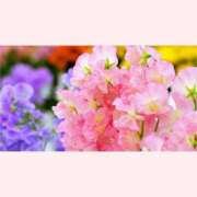 ヒメ日記 2026/03/01 12:30 投稿 はなこ 北九州熟女倶楽部　五十路