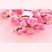 ヒメ日記 2026/03/03 12:30 投稿 はなこ 北九州熟女倶楽部　五十路