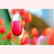 ヒメ日記 2026/03/09 14:30 投稿 はなこ 北九州熟女倶楽部　五十路