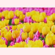 ヒメ日記 2026/04/11 14:30 投稿 はなこ 北九州熟女倶楽部　五十路