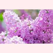 はなこ 出勤予定 北九州熟女倶楽部　五十路