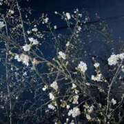 ヒメ日記 2026/03/24 01:30 投稿 REO 清楚