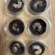 ヒメ日記 2025/06/08 18:17 投稿 成瀬まこ プレジデントハウス