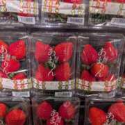 ヒメ日記 2026/01/11 04:20 投稿 成瀬まこ プレジデントハウス