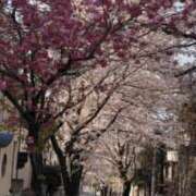 ヒメ日記 2026/03/24 09:56 投稿 遠藤なつ 五十路マダムエクスプレス船橋店(カサブランカグループ)