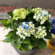 ヒメ日記 2026/04/18 12:22 投稿 遠藤なつ 五十路マダムエクスプレス船橋店(カサブランカグループ)