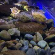 もか 出勤しました😊 小田原人妻城