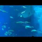 ヒメ日記 2025/10/12 20:18 投稿 【ひいらぎ】未経験の究極美女 おねだり宮崎