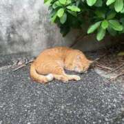 ヒメ日記 2025/11/21 15:38 投稿 【ひいらぎ】未経験の究極美女 おねだり宮崎