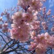 ヒメ日記 2026/03/01 09:38 投稿 【ひいらぎ】未経験の究極美女 おねだり宮崎