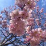 ヒメ日記 2026/03/11 16:28 投稿 【ひいらぎ】未経験の究極美女 おねだり宮崎