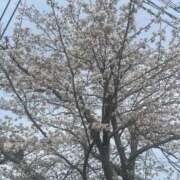 ヒメ日記 2025/04/08 09:50 投稿 植村（うえむら） 熟女の風俗最終章 名古屋店