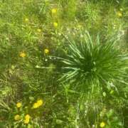 ヒメ日記 2025/07/02 09:42 投稿 植村（うえむら） 熟女の風俗最終章 名古屋店