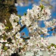 ヒメ日記 2025/04/07 15:54 投稿 みつね お姉京都