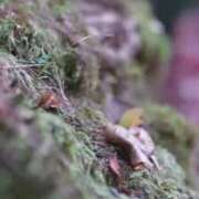 ヒメ日記 2025/01/09 05:34 投稿 鳴神かのん 金瓶梅(きんぺいぱい)(雄琴)