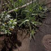 ヒメ日記 2025/01/27 17:21 投稿 まお えちちSPA-えっちな回春性感マッサージ-五反田店