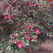 ヒメ日記 2025/03/30 12:50 投稿 まお えちちSPA-えっちな回春性感マッサージ-五反田店