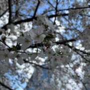 ヒメ日記 2025/04/06 10:07 投稿 まお えちちSPA-えっちな回春性感マッサージ-五反田店