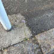 ヒメ日記 2025/04/29 23:40 投稿 まお えちちSPA-えっちな回春性感マッサージ-五反田店