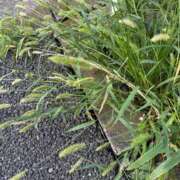 ヒメ日記 2025/08/20 17:21 投稿 まお えちちSPA-えっちな回春性感マッサージ-五反田店