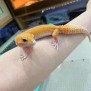 ヒメ日記 2025/08/25 23:08 投稿 締付たいの♡ MAHARAJA(マハラジャ)千葉