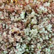 ヒメ日記 2026/04/05 16:28 投稿 川上オトハ ビギナーズエステ ROOMiE＋（ルーミープラス）