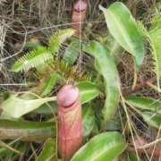 ヒメ日記 2026/01/20 18:24 投稿 えす 逢って30秒で即尺