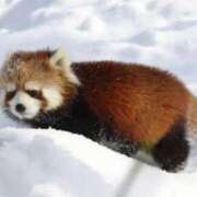 ヒメ日記 2024/12/21 18:00 投稿 ねる 恵比寿ニューヨーク