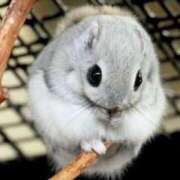 ヒメ日記 2025/03/11 08:01 投稿 ねる 恵比寿ニューヨーク