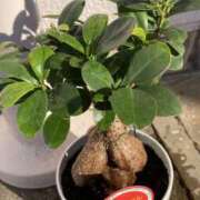 ヒメ日記 2024/12/29 09:10 投稿 杉浦 HERMINE-エルミネ-