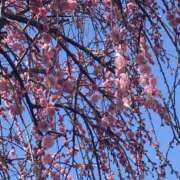 ヒメ日記 2025/03/01 12:03 投稿 杉浦 HERMINE-エルミネ-