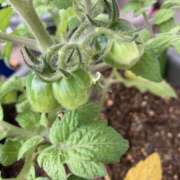 ヒメ日記 2025/06/12 09:21 投稿 杉浦 HERMINE-エルミネ-