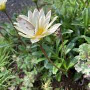 ヒメ日記 2025/07/12 09:39 投稿 杉浦 HERMINE-エルミネ-