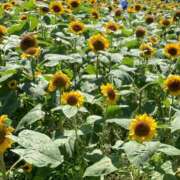 ヒメ日記 2025/07/26 09:18 投稿 杉浦 HERMINE-エルミネ-