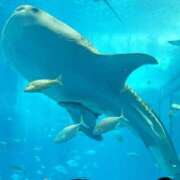 ヒメ日記 2025/08/11 03:12 投稿 杉浦 HERMINE-エルミネ-