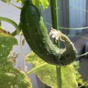 ヒメ日記 2025/08/16 09:47 投稿 杉浦 HERMINE-エルミネ-