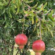 ヒメ日記 2025/09/27 08:46 投稿 杉浦 HERMINE-エルミネ-