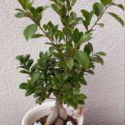 ヒメ日記 2025/10/23 19:39 投稿 杉浦 HERMINE-エルミネ-